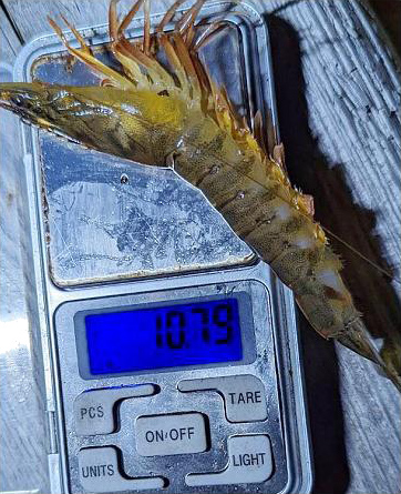 稚エビ養殖育成誘導装置